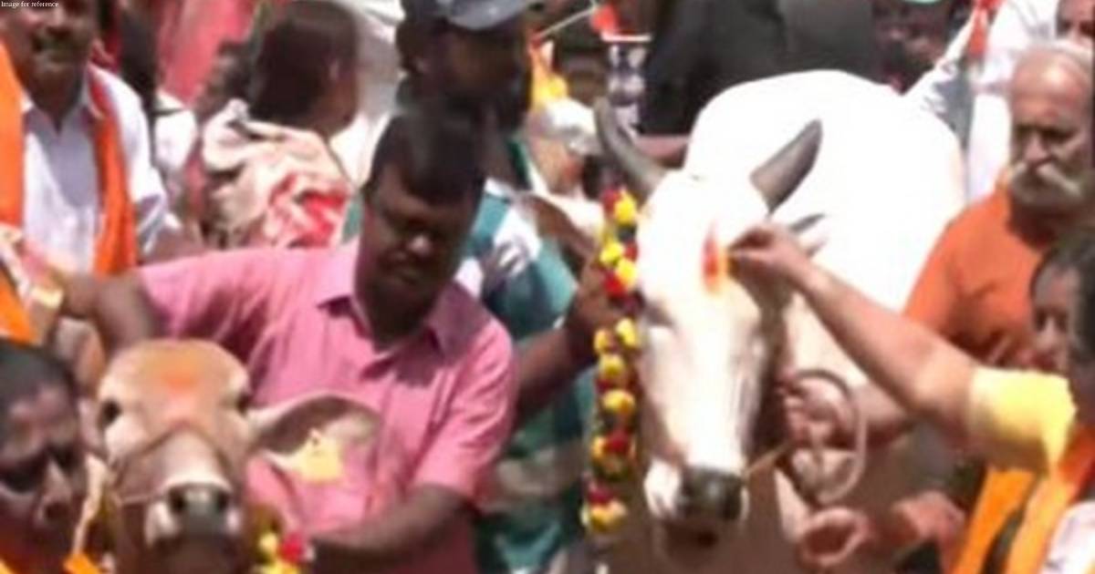 BJP protests with cows against Karnataka Minister's statement